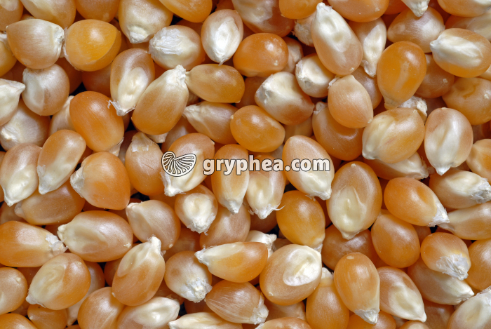 Grains de Maïs - gryphea.com